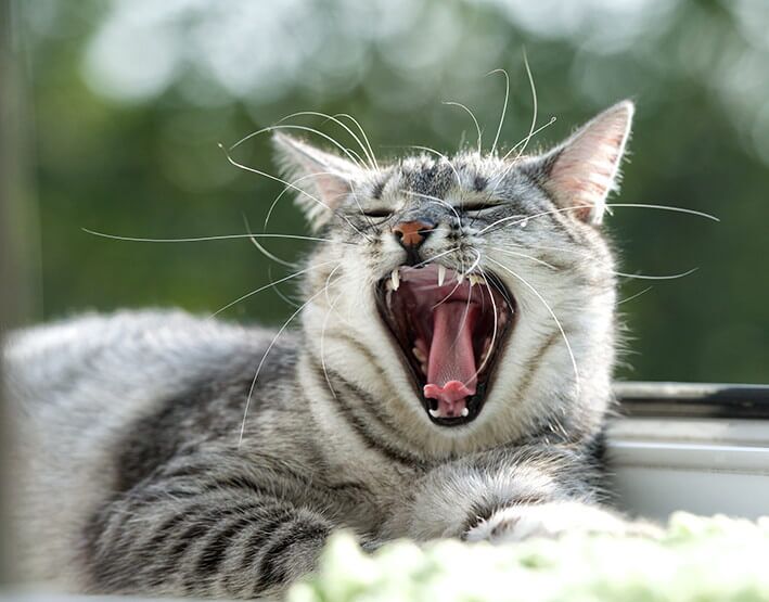 Katzen Zähne