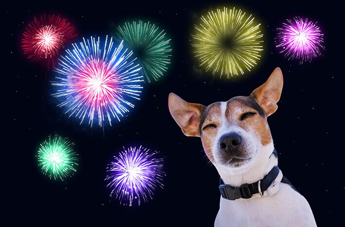 Silvester Hund