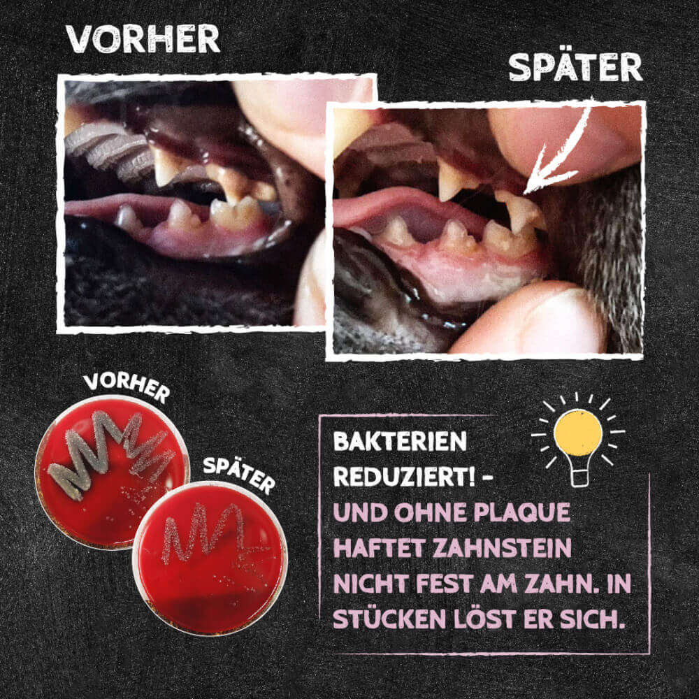 Licki Dental Bundle Tuff – Bild 5