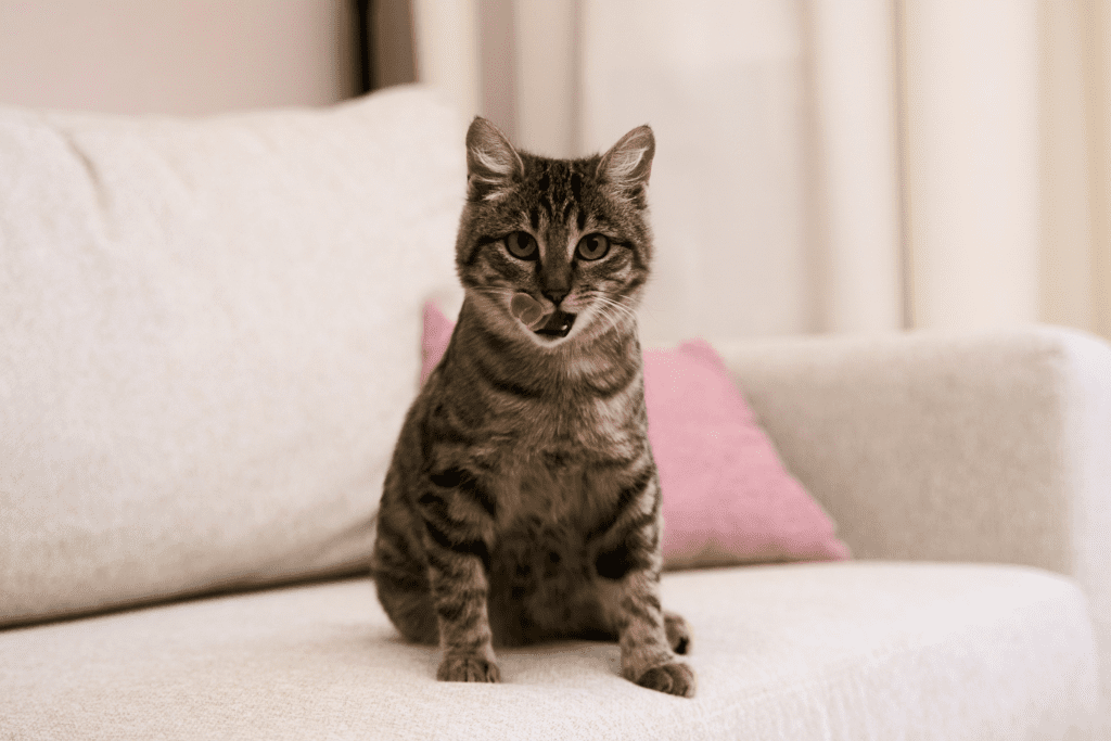 Katze leckt einen kleinen Nachtisch zu Hause als sanfte natürliche Zahnpflege ohne Bürste und ohne Stress.