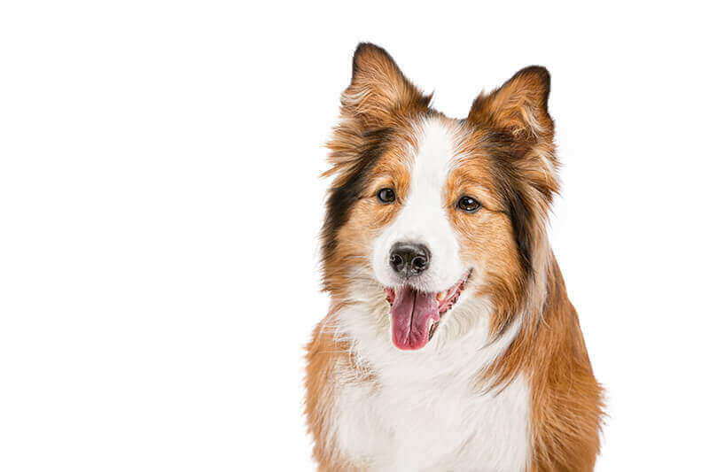 hunde zahnreinigung