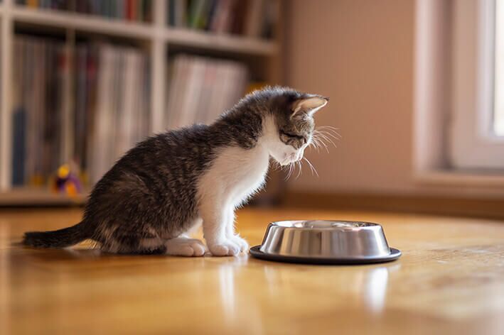 Diätfutter für Katzen