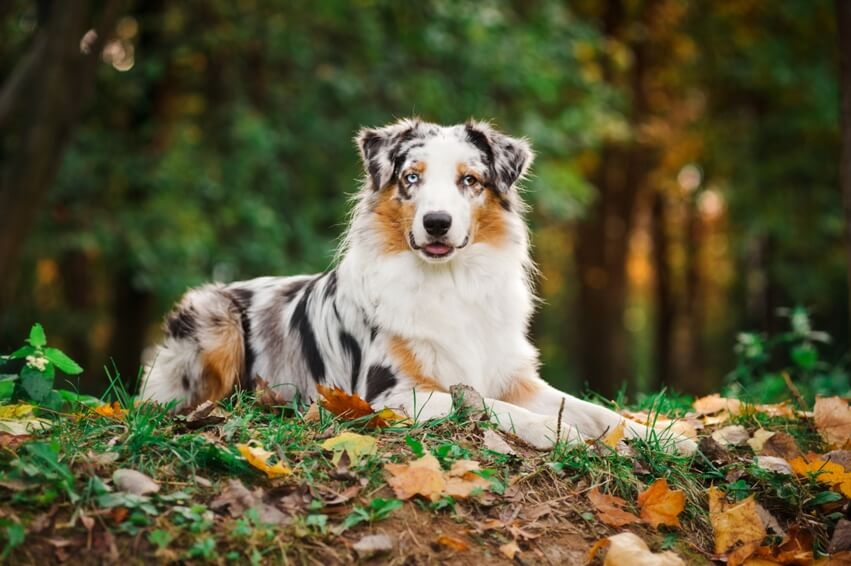 Kauartikel Hund