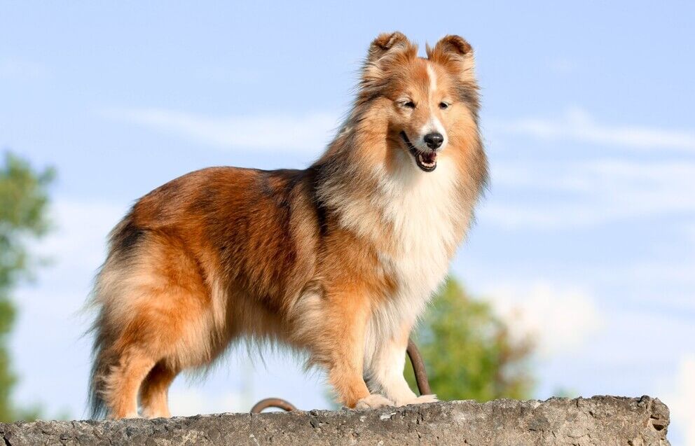 Petersilie für Hunde